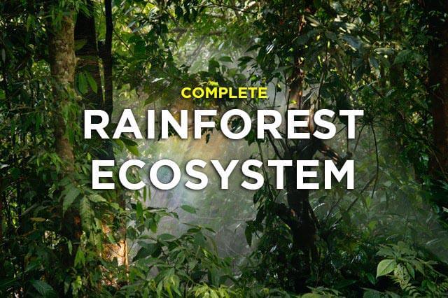 What makes the soil in tropical rainforests so rich?