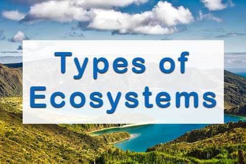 types of terrestrial ecosystem