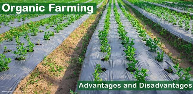 Modern Methods of Water Management in Organic Farming for 2022