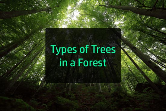 types of trees with names