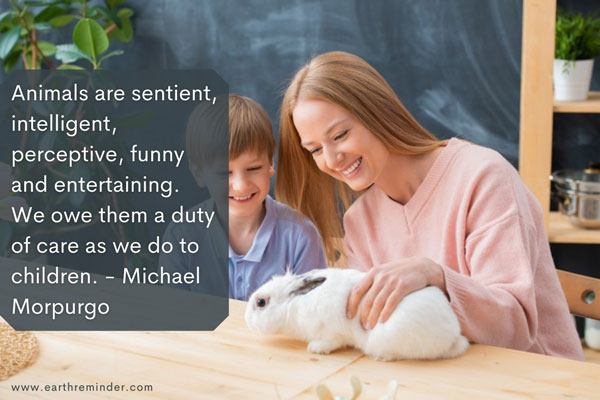 essay on a pet rabbit