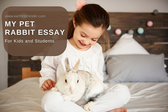 essay on a pet rabbit