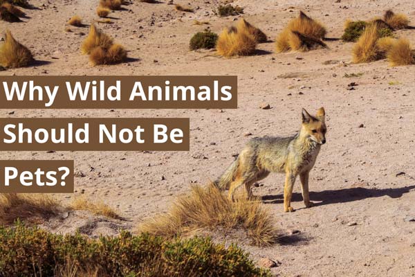 Wild Animals Are Not Pets, Science