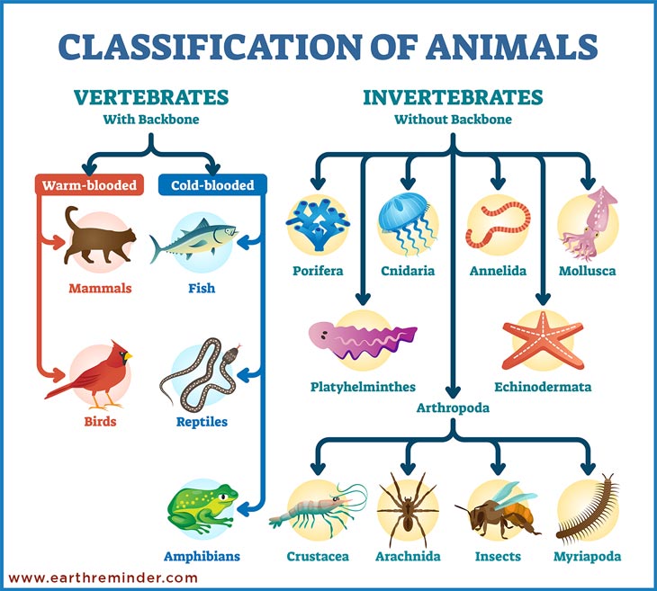 types of animals chart