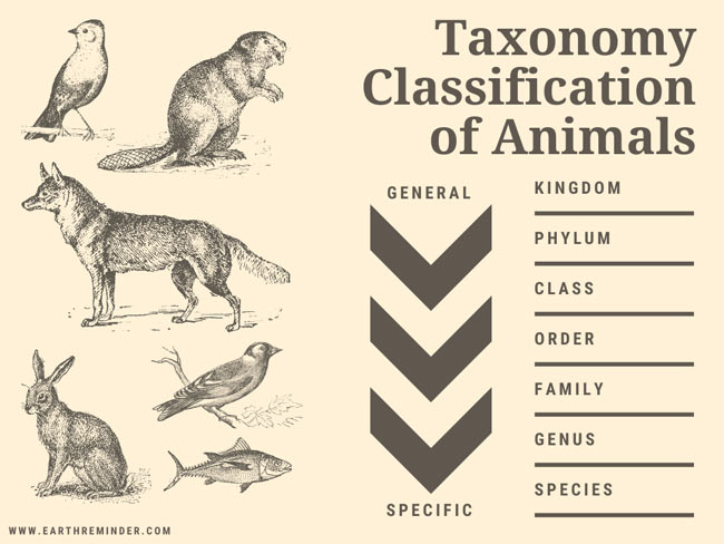 classification of plants and animals kingdom