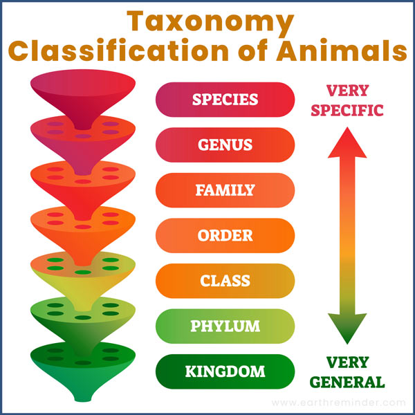taxonomy classification system