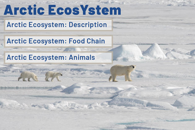 polar bear food web