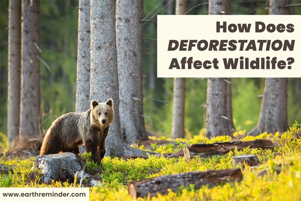 How Does Deforestation Affect Wildlife? - Earth Reminder