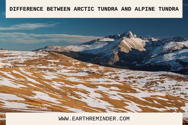 alpine tundra animal life