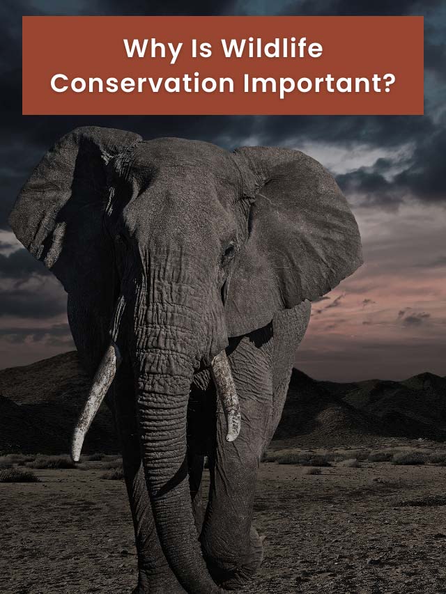 12 Reasons Why Is Wildlife Conservation Important?
