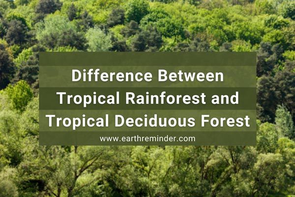 tropical deciduous forest animals