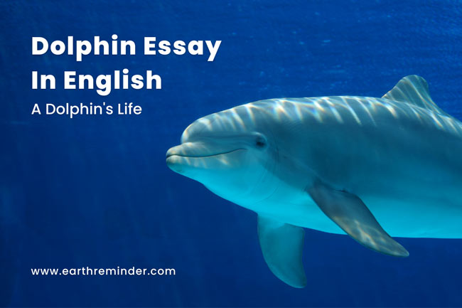 essay about dolphin