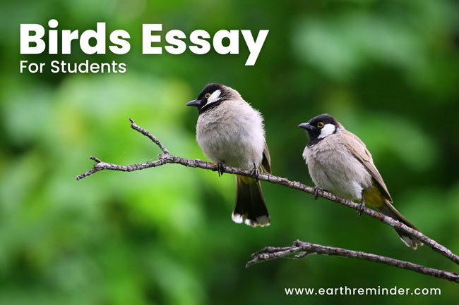 essay on birds for class 4