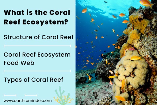 coral reef diagram labeled