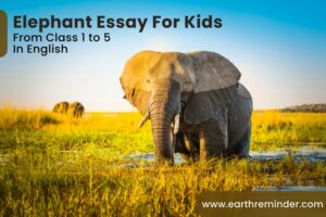 an elephant essay