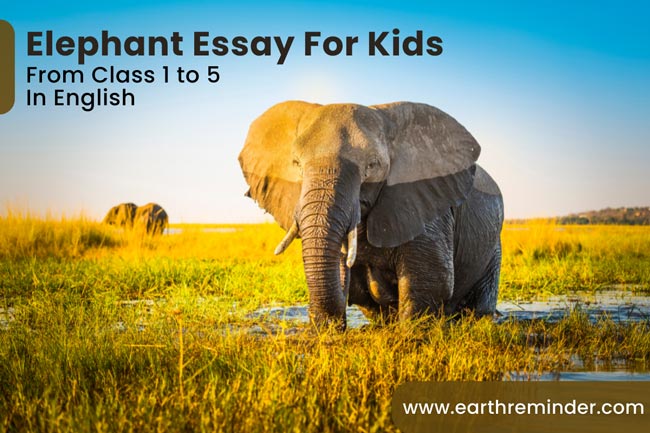 write a essay for elephant