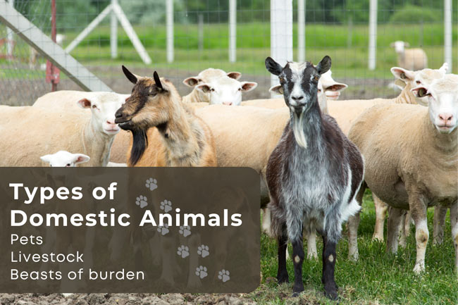 domesticated farm animals