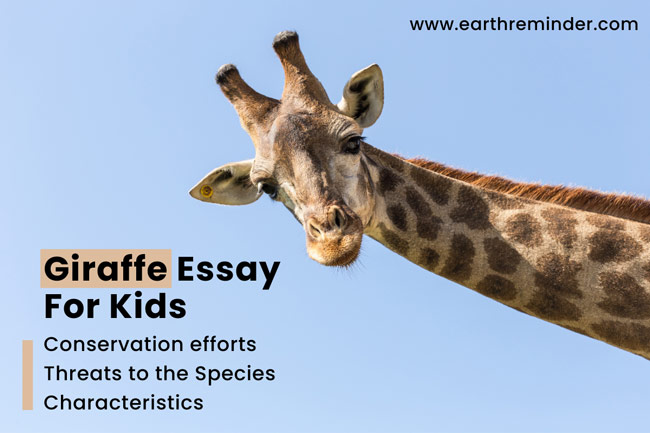 giraffe essay for class 1