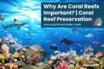 Why Are Coral Reefs Important? | Coral Reef Preservation