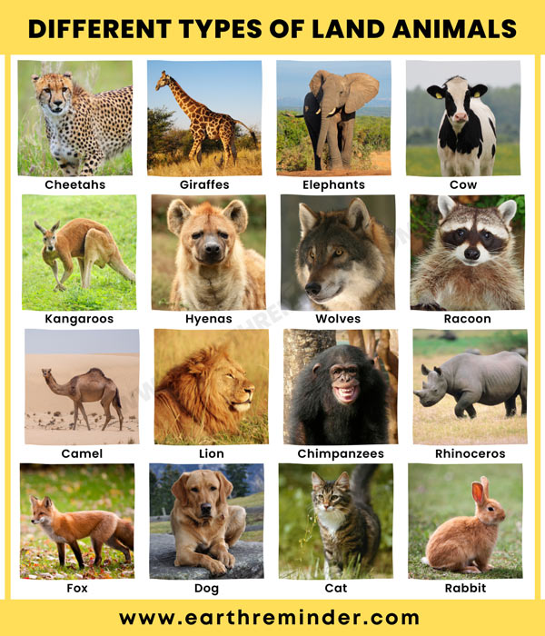 How many types of land animals are there in the world?