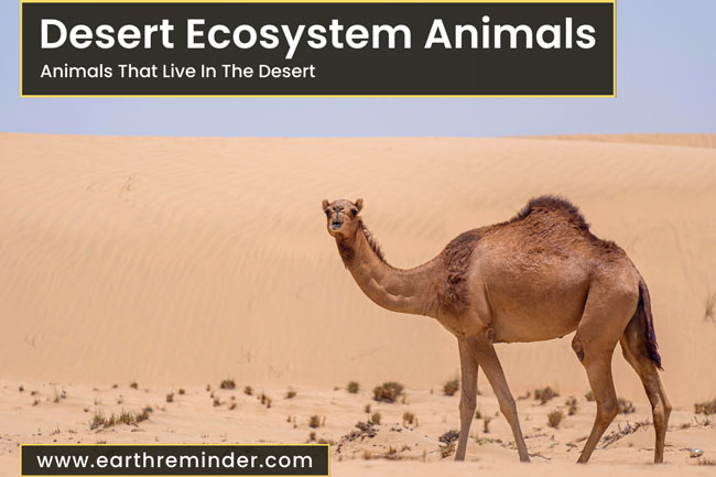cool desert animals