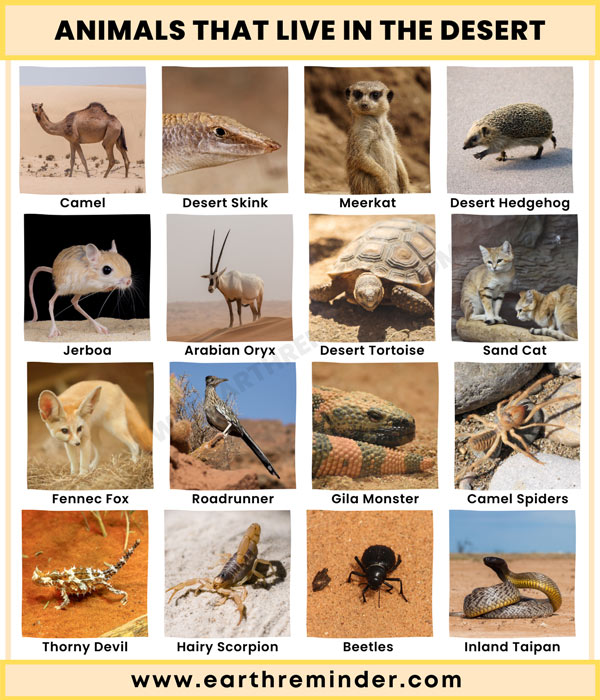 great sandy desert animals