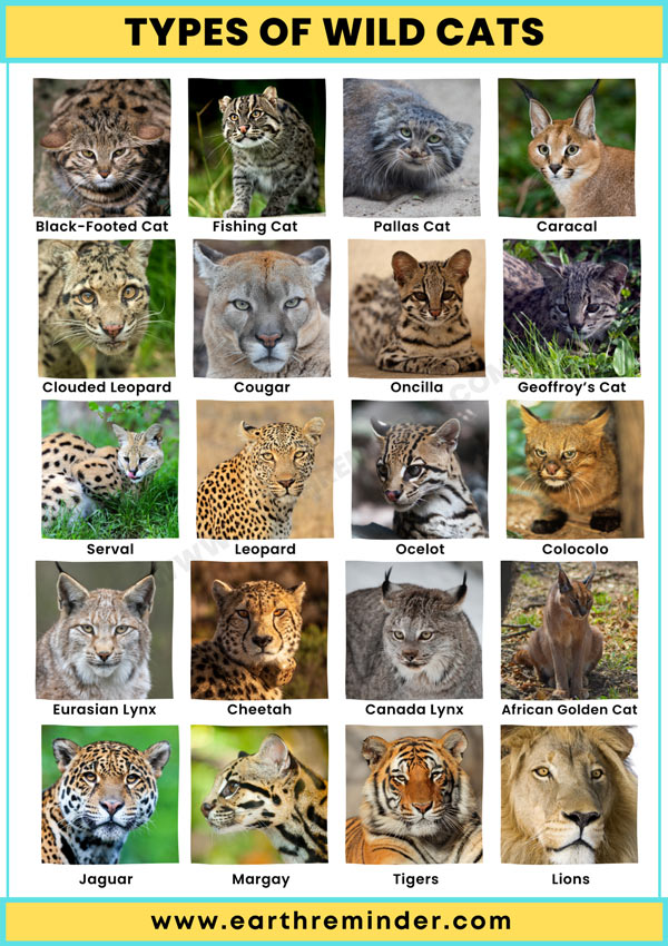 Types Of Wild Cats 1 