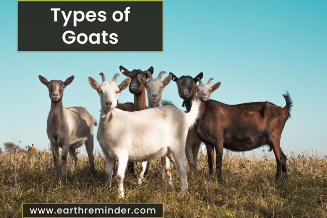 19 Different Types of Goats | Earth Reminder