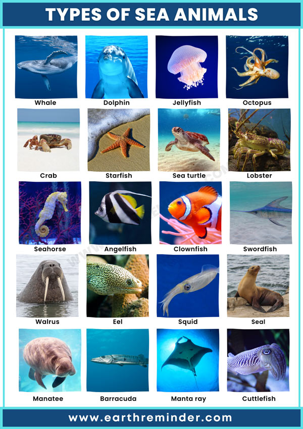 cool sea creatures