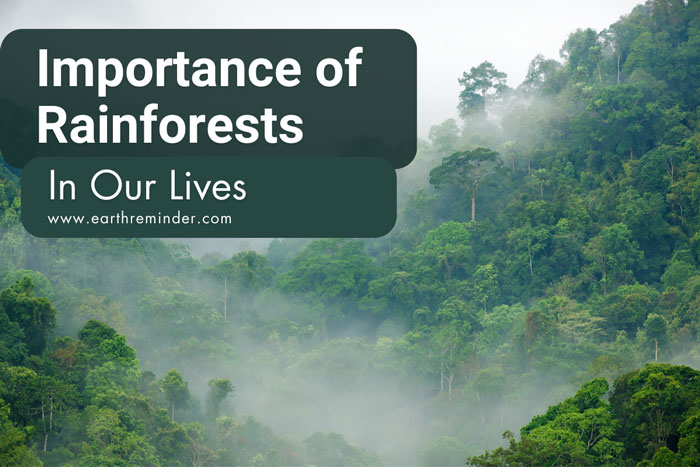 Importance of Rainforests In Our Lives