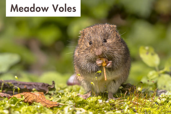 Voles - How to Trap Voles on Your Suburban Farm 