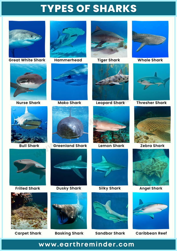 Different Types Of Sharks, Orders, and Species